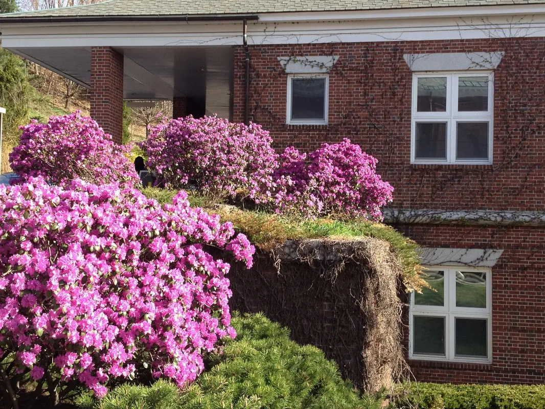Azaleas blooming beside the Runyon Law Office building