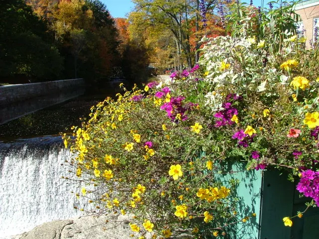 Flowers beside a waterfall in Peterborough, New Hampshire